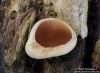řasnatka (Houby), Peziza flavida (Fungi)